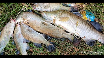 Câu cá chẽm, một ngày vất vả || Thiên Nhiên Muôn Loài