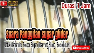 Suara Panggilan Sugar glider | Suara pancingan sugar glider | Barking up sugarglider