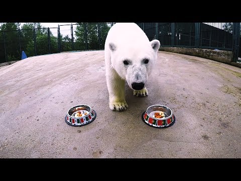 Nika the Football-Mad Polar Bear Predicts 2017 FIFA Confederations Cup Results