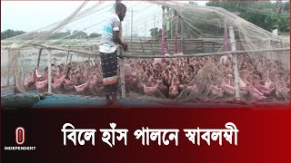 চলনবিলে হাঁস পালনে স্বাবলম্বী শতাধিক পরিবার || Independent TV