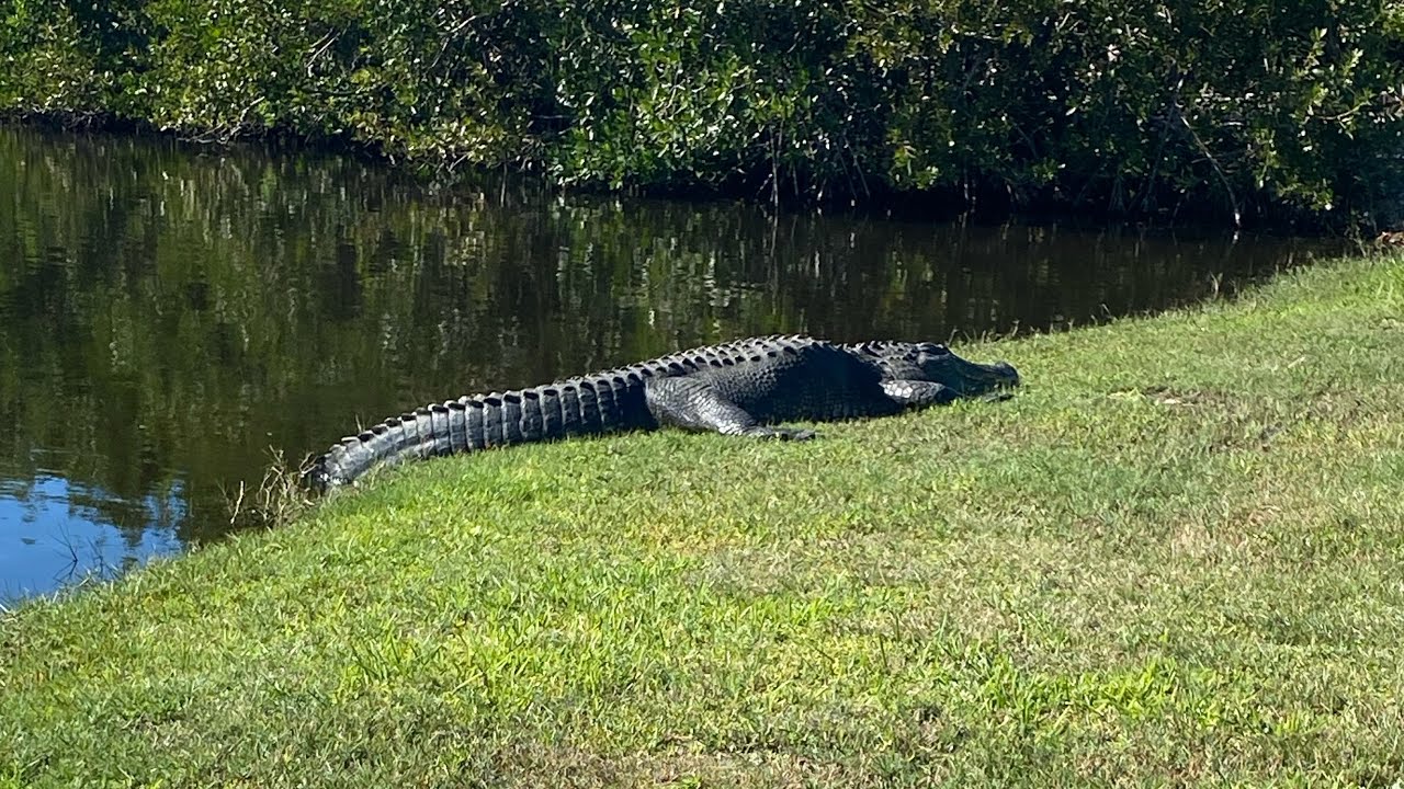 eating common bulrush rdo #savereddeadonline #rdr2 #rdo # ...