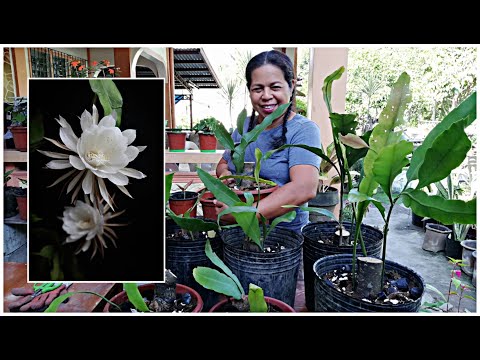 How To Plant Queen Of The Night || 3 Ways
