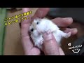 【閲覧注意】寝たフリをして頬袋から中身を吐き出すハムスター