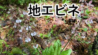 地エビネ】山に海老根蘭を見に行きました！山芍薬 シャガ 九輪草 山