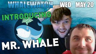 Who is Mr. Whale? WhaleWatch | Live Options Flow and Futures Day Trading