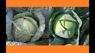 Diferencias Entre Col Y Repollo