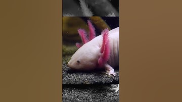 Why are Axolotls endangered in the wild #shorts  #eli5 #expalinlikeimfive