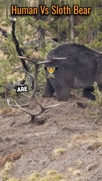 can-a-human-beat-a-sloth-bear-shorts-science-facts-youtube
