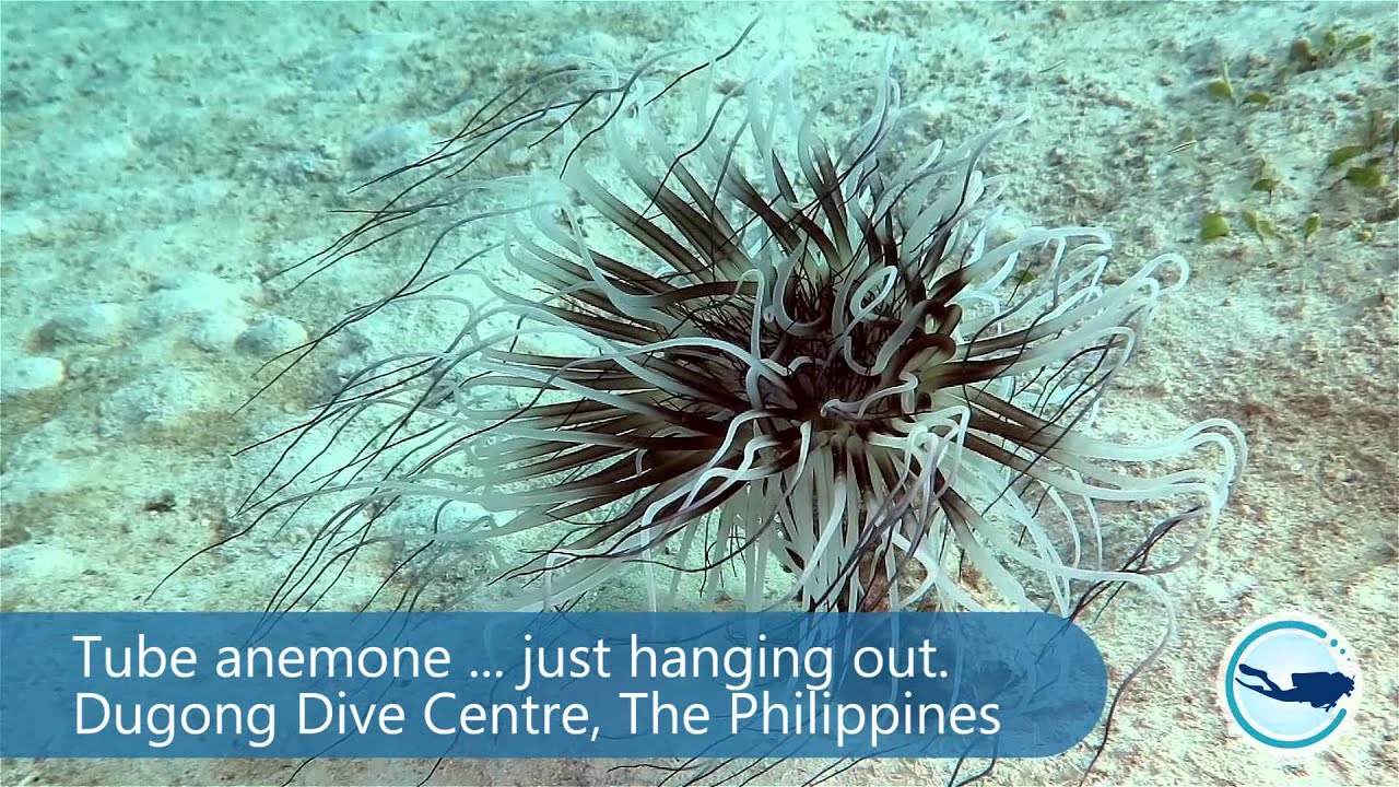 Tube anemone … just hanging out at Dimakya Sanctuary, Palawan, Philippines