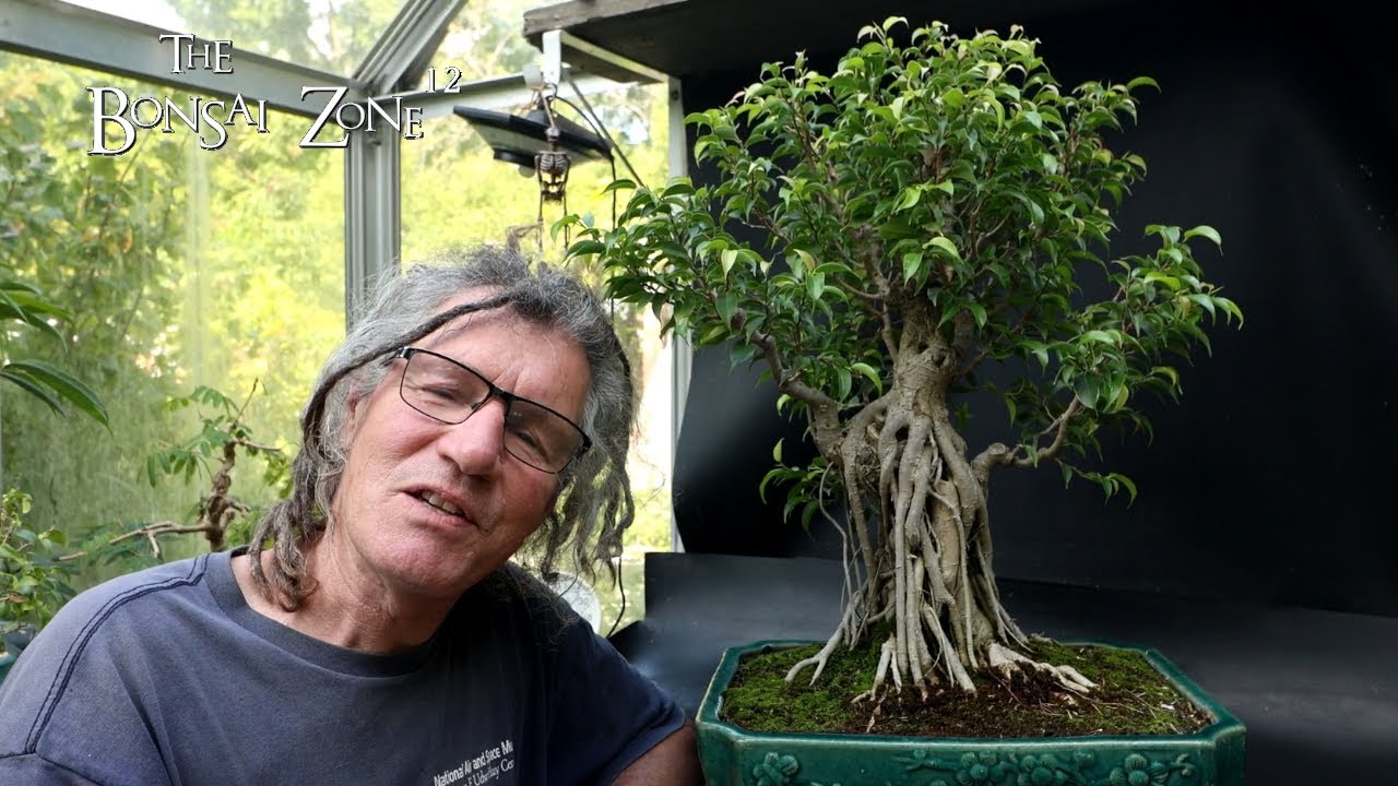 Ficus Friday, Part 1, The Bonsai Zone, Sept 2025