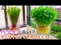 パクチ－の値段高すぎ!根で水耕栽培したら、意外と食べきれないほど育った!|花子