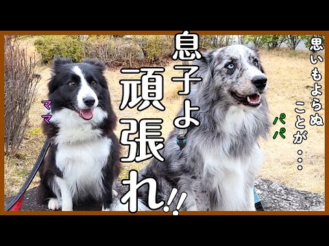 巣立った子の応援に行ったら予期せぬ事が…涙😳【ボーダーコリー】