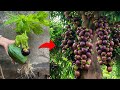 Best techniques for growing mangosteen fruit with papaya fruit to get amazing fruit