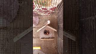 Mutation Finch pair laying five eggs🥚🥚🥚🥚🥚
