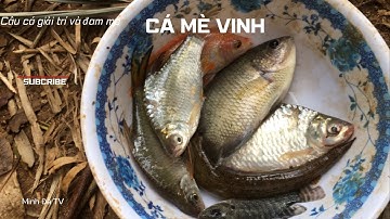câu cám lăng xê , lên toàn cá mè vinh rô phi tự nhiên | Minh Đà TV |