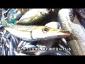 生き物こぼれ話・ 天草編（１０４）　アカカマス 　Sphyraena pinguis Gunther　Barracuda,Sea-pike