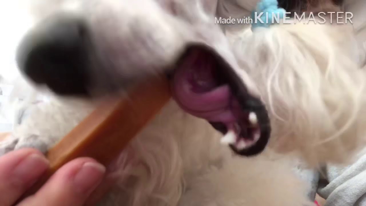 もうチューした ヒマラヤン ドッグチュー Youtube