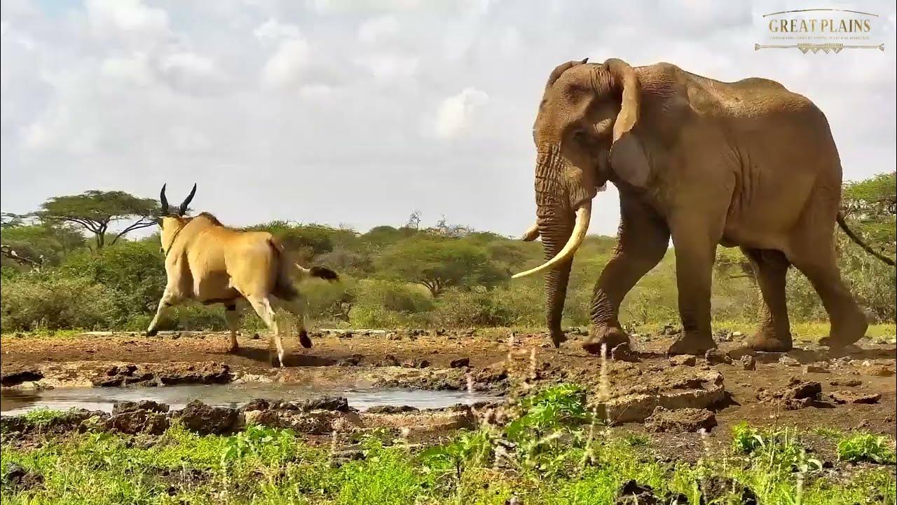 Elephant chases Eland | Great Plains Conservation - YouTube