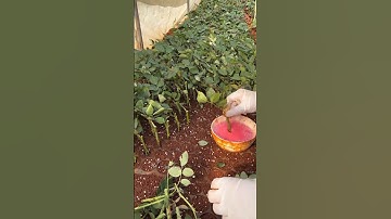 This way of planting roses is very wonderful