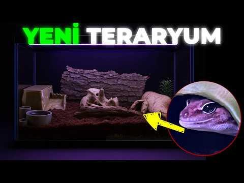Tarık’a Yeni Biyoaktif Teraryum | African Fat Tail Gecko