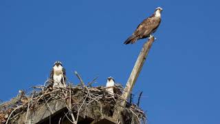 Osprey platform installation