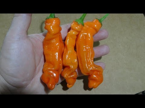Peter Pepper Orange Capsicum Annuum Var Annuum Pod Review 