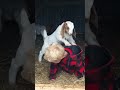 Little goat tries to climb giggling boy