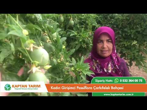 Video: Passiflora blue: yetiştirme ve bakım