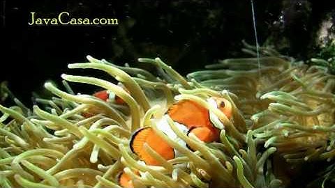 The Real Nemo - clown fish in an anemone