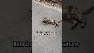 The billu paglu 🎀 #cat #catlover #straycat #life #ytshorts
