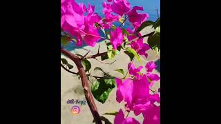 Sibel Can - Begomvil - Benim Yerimede Sev - Görüntüler Bodrum Datça Antalya Bölgelerine Aittir . .