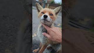 Biscuit having cat food and some lovin' ❤️