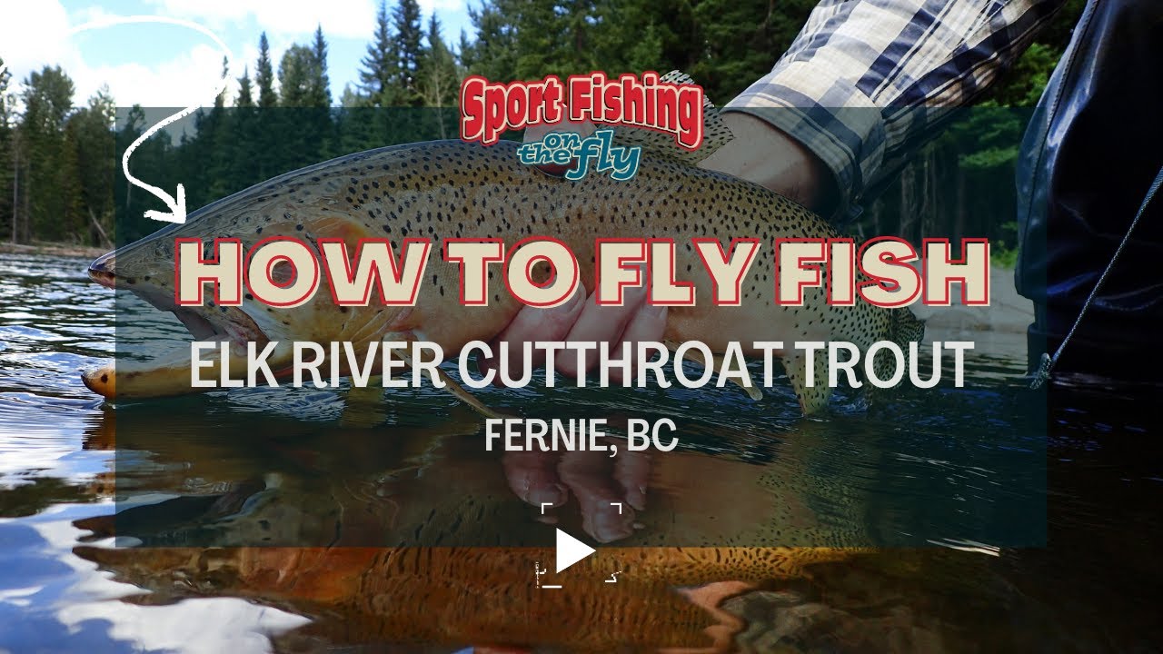 FLY FISHING ELK RIVER CUTTHROAT TROUT YouTube