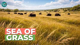 Grassland Ecosystem Explained | Plants, Animals, and Land