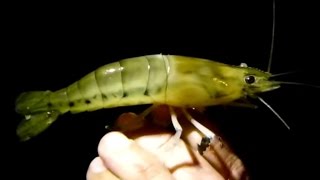 Camarones/Gambas/Langostinos de Río - Freshwater Shrimps