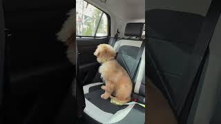 Auro and his inner feelings.. 😂😂 #hyderabad #goldenretriever #telugushorts #funny #puppylove