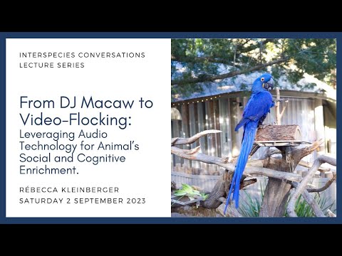 From DJ Macaw to Video-Flocking, Rébecca Kleinberger,