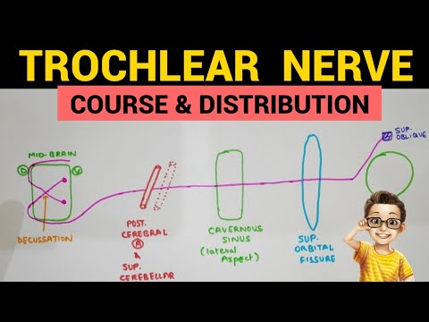 Trochlear Nerve - 1 | Course and Distribution