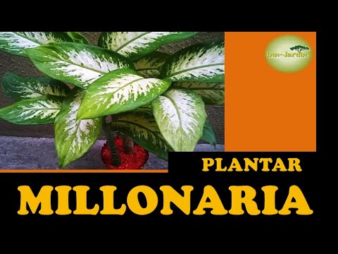 Vídeo: Informació de síndria milionària: consells per cultivar plantes de síndria milionària