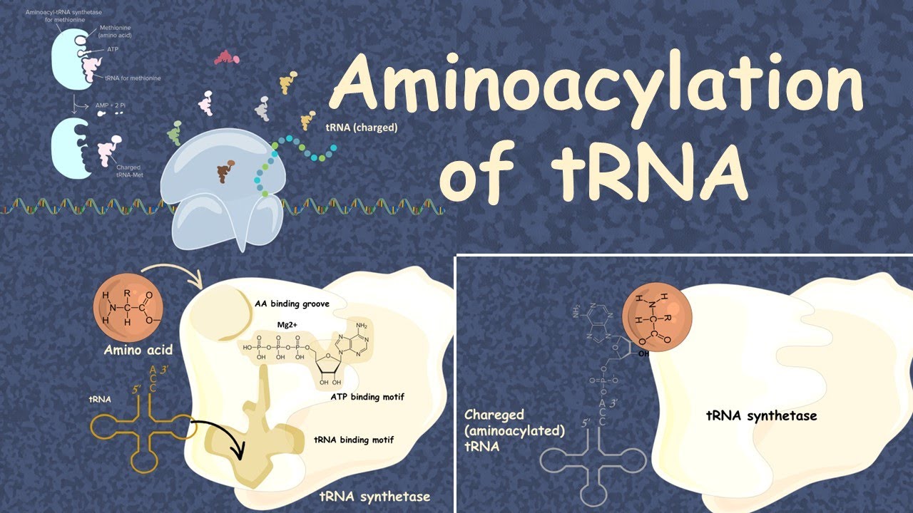 15 Amazing Facts About Aminoacyl tRNA Synthetase