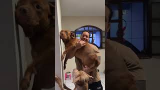 TESTANDO A INTELIGÊNCIA DOS NOSSOS CACHORROS 🐕 #animais #pitbull #cachorrosdivertidos #shorts