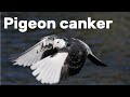 Canker in Pigeons - Pigeon Health Episode #3