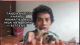Additional reminders pag nagaalaga ng new born kittens. Sundin ito para di sila mamatay!