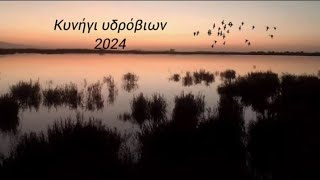 ΚΥΝΗΓΙ ΥΔΡΟΒΙΩΝ 2024: duck hunting... (#shotkam) & Winchester sx4...