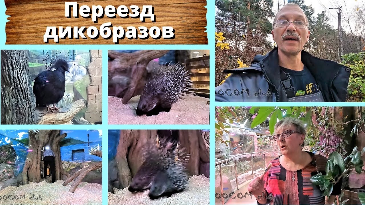 Переезд дикобразов. Идите смотреть!