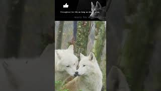 The Surprising Truth About Wolf Marriages