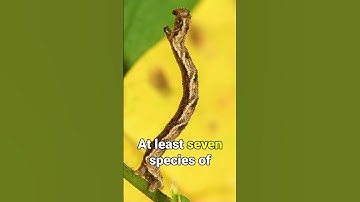 Colorful COREOPSIS for Native Bees and Wildlife!
