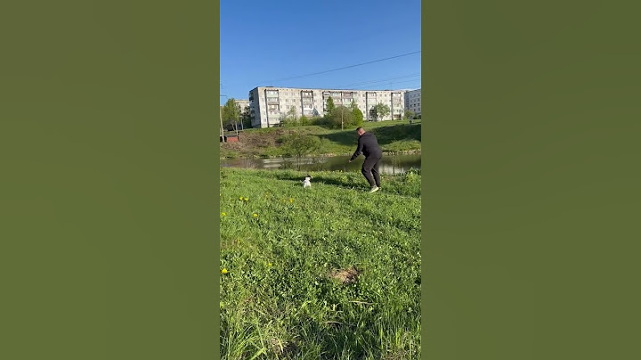 Наставление получила😀#элис #джекрасселтерьер #shorts