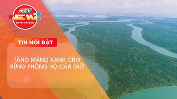 NỖ LỰC TĂNG DIỆN TÍCH RỪNG TRỒNG MỚI TẠI CẦN GIỜ