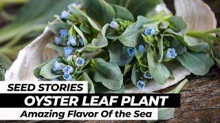 SEED STORIES | Oyster Leaf Plant: Amazing Flavor Of the Sea